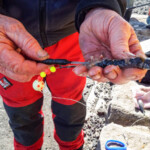 fishing-shore-iceland-john-popplewell-0017