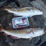 fishing-shore-iceland-john-popplewell-0019