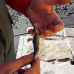 fishing-shore-iceland-john-popplewell-0024