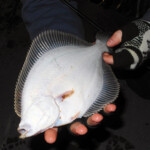 fishing-shore-lrf-lures-flounder-0005