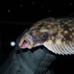fishing-shore-lrf-lures-flounder-0006