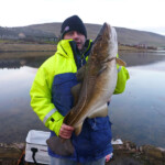 Shetland shore cod