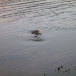 fishing-shore-shetland-cod-0008