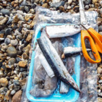 fishing-shore-st-osyth-beach-thornback-rays-0005