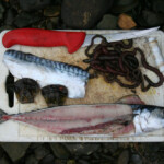 fishing-shore-wexfor-ireland-flounders-0004