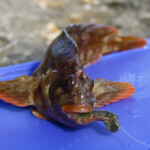 fishing-shore-weymouth-polka-0001