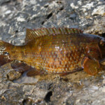 Weymouth wrasse