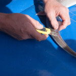 fishing-smooth-hound-dna-identification-0001