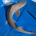 smoothhound DNA identification testing