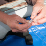 fishing-smooth-hound-dna-identification-0004