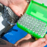 fishing-smooth-hound-dna-identification-0005