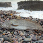 fishing-south-africa-conservation-0009
