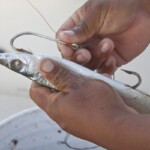 mexico-boat-fishing-011