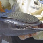 mexico-boat-fishing-029