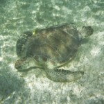 mexico-boat-fishing-043
