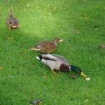 wibac-weymouth-boat-fishing-022