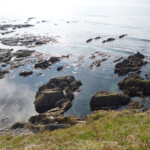 05-good-bass-marks-in-devon