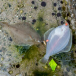 A double shot of dabs