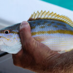 yellowtail-snapper-bucket-list-07092017-006