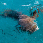 yellowtail-snapper-bucket-list-07092017-008