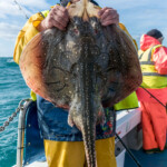 wibac-2017-weymouth-005b