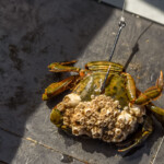 feature-my-way-2-holyhead-2018-020