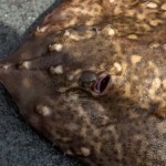 feature-my-way-2-holyhead-2018-024