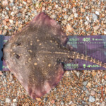 feature-ardgour-beach-0003