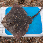 feature-ardgour-beach-0005