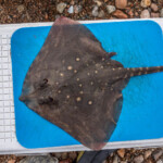 feature-ardgour-beach-0006