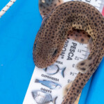 feature-ardgour-beach-0009