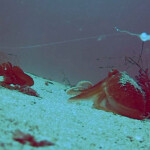 feature-scrabster-lighthouse-ledges-005