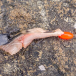 feature-scrabster-lighthouse-ledges-006