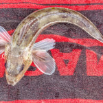 feature-scrabster-lighthouse-ledges-007