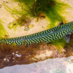 feature-scrabster-lighthouse-ledges-009