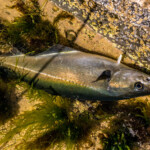 feature-scrabster-lighthouse-ledges-011