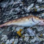 feature-finding-a-new-fishing-mark-0005