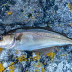 feature-finding-a-new-fishing-mark-0007