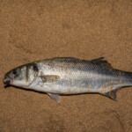 feature-sandside-beach-0008