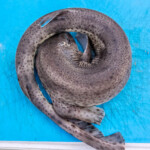 feature-loch-linnhe-picnic-area-0007