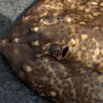 feature-drift-fishing-for-rays-0003