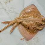 spotted ray