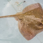 feature-drift-fishing-for-rays-0008