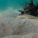 flounders underwater