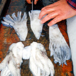 cuttlefish bait step 1