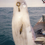 cuttlefish-bait-step-12