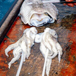cuttlefish-bait-step-2