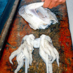 cuttlefish-bait-step-4