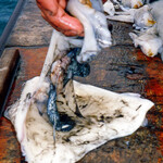 cuttlefish-bait-step-7