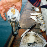 cuttlefish-bait-step-8